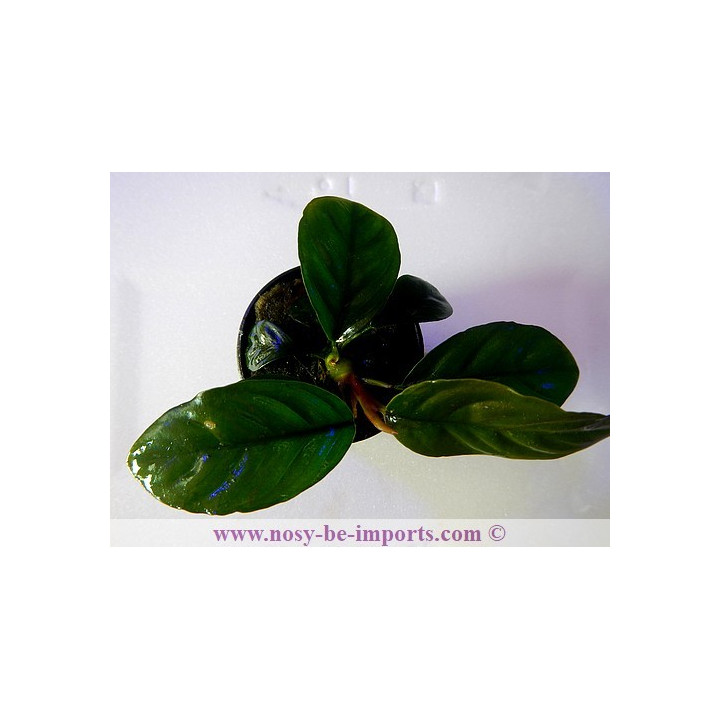 Anubia caffeefolia