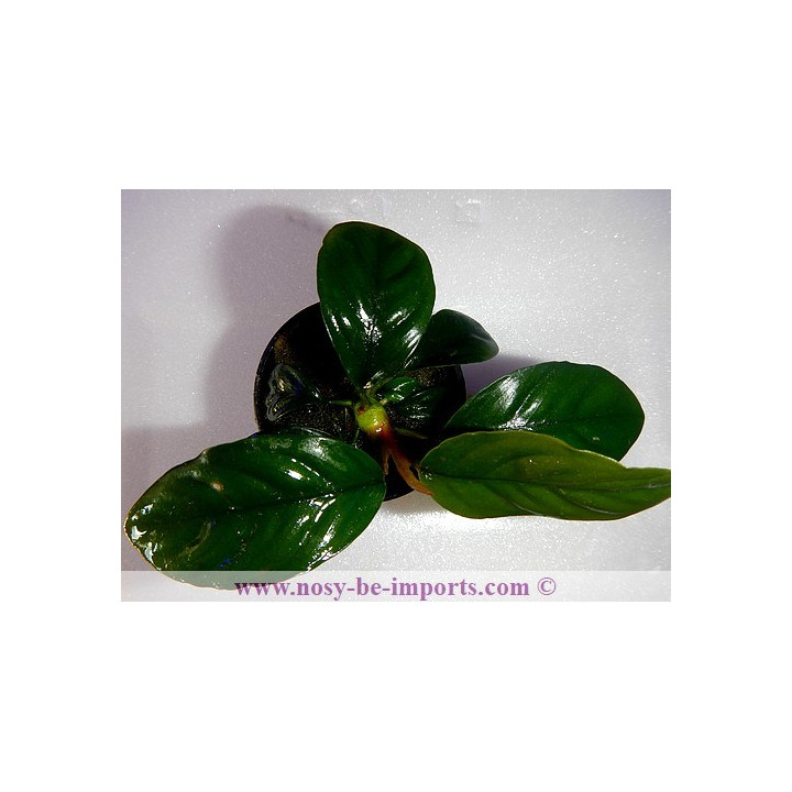 Anubia caffeefolia