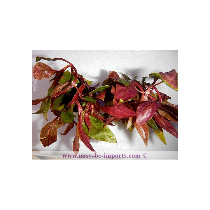 Alternanthera reinckii