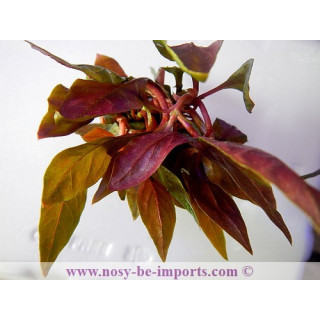 Alternanthera reinckii