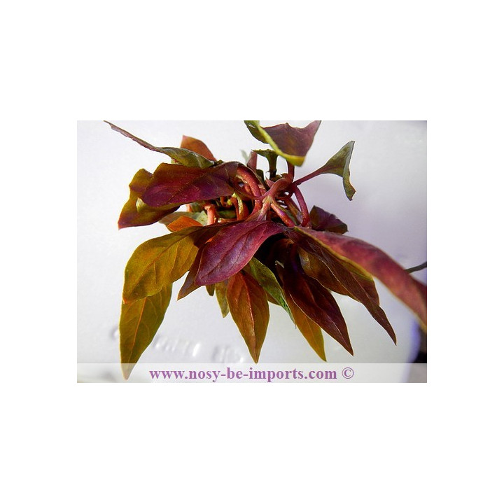 Alternanthera reinckii