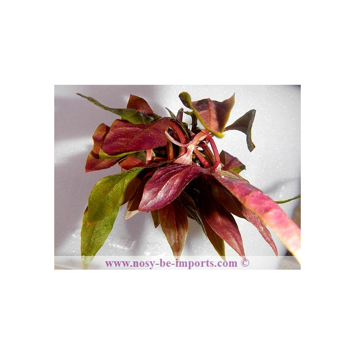 Alternanthera reinckii