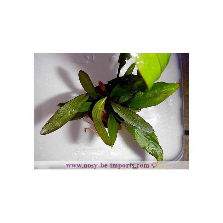Echinodorus horemanii rouge