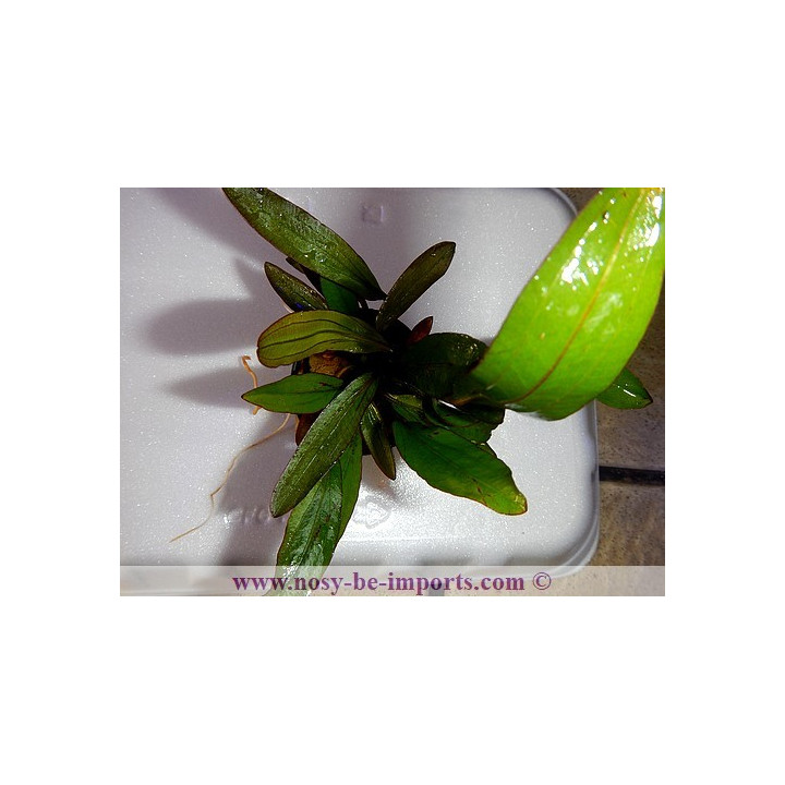 Echinodorus horemanii rouge
