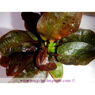 Echinodorus barthii