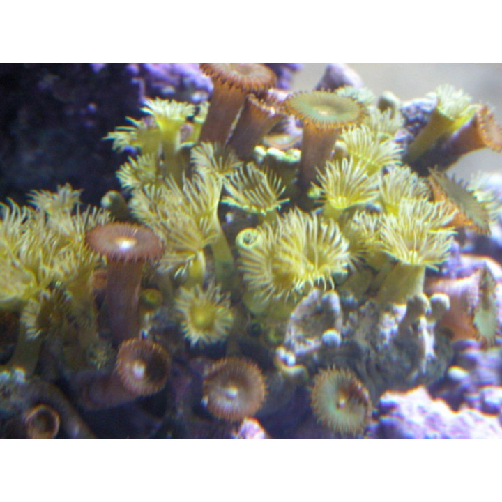 Parazoanthus axinella