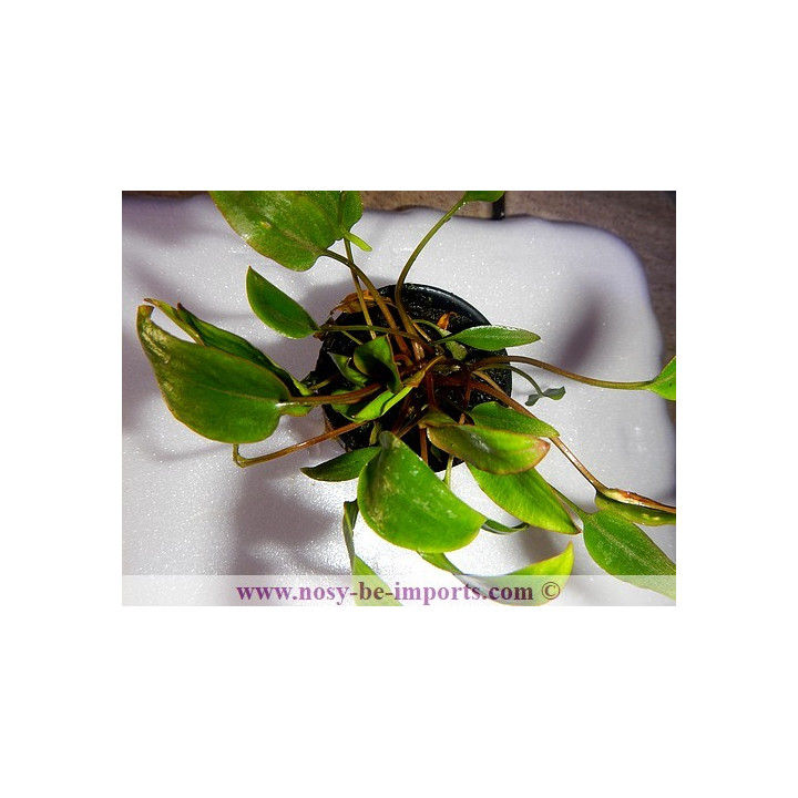 Cryptocoryne beckettii