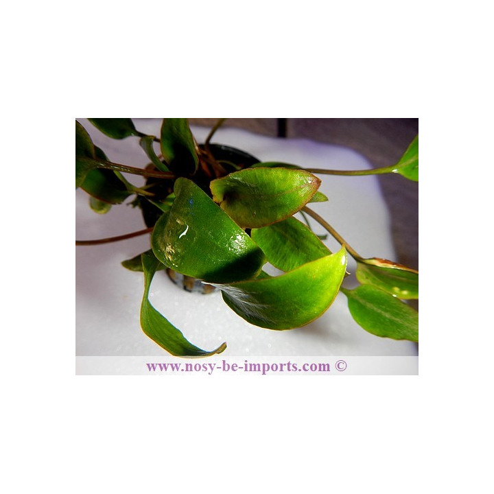 Cryptocoryne beckettii