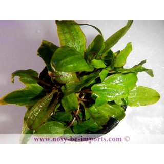 Cryptocoryne beckettii