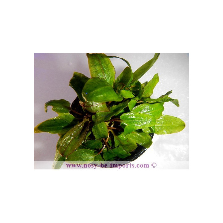 Cryptocoryne beckettii