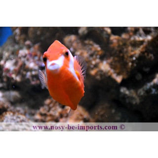Anoplocapros lenticularis
