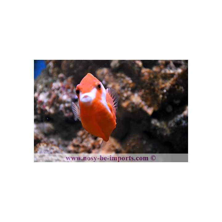 Anoplocapros lenticularis