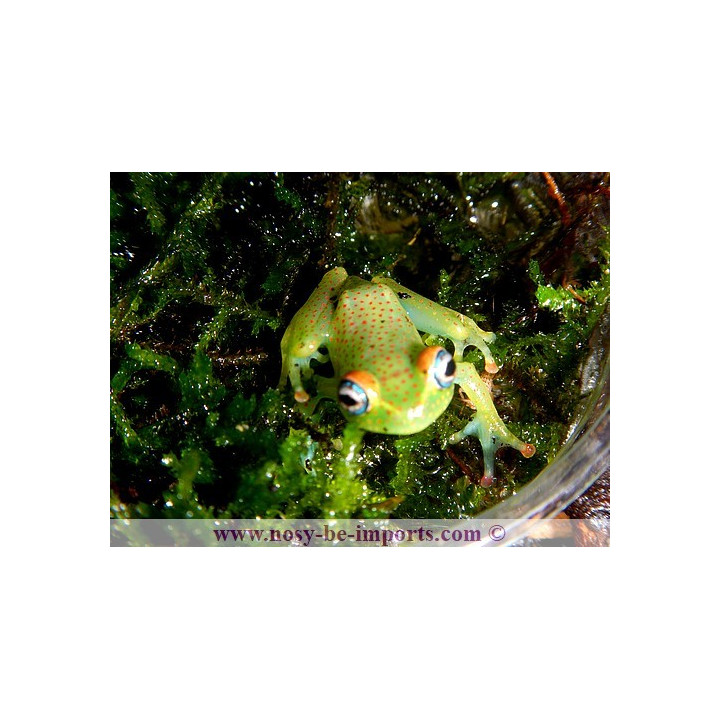 Boophis erythrodactylus