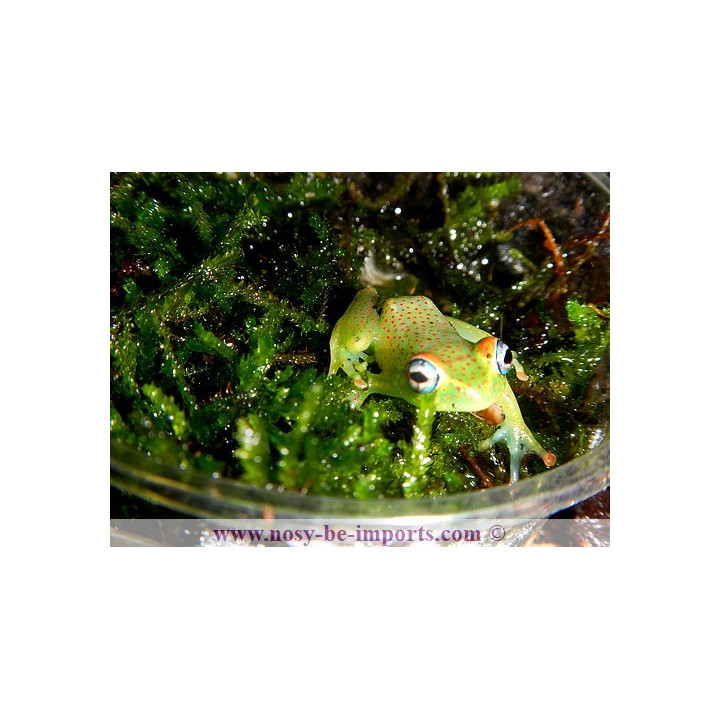 Boophis erythrodactylus