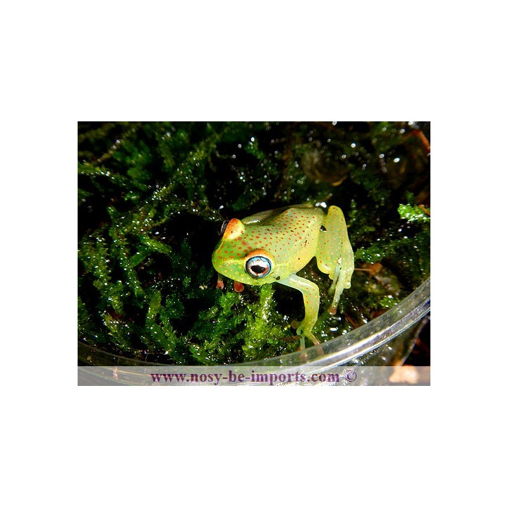 Boophis erythrodactylus