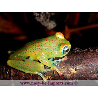 Boophis erythrodactylus