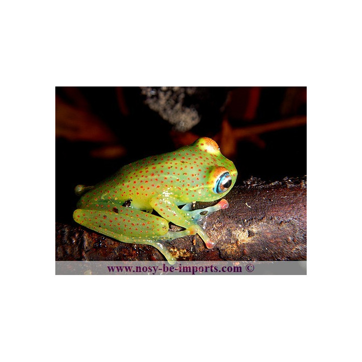 Boophis erythrodactylus