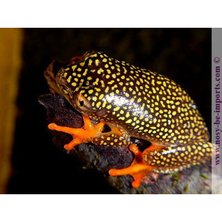 Heterixalus alboguttatus