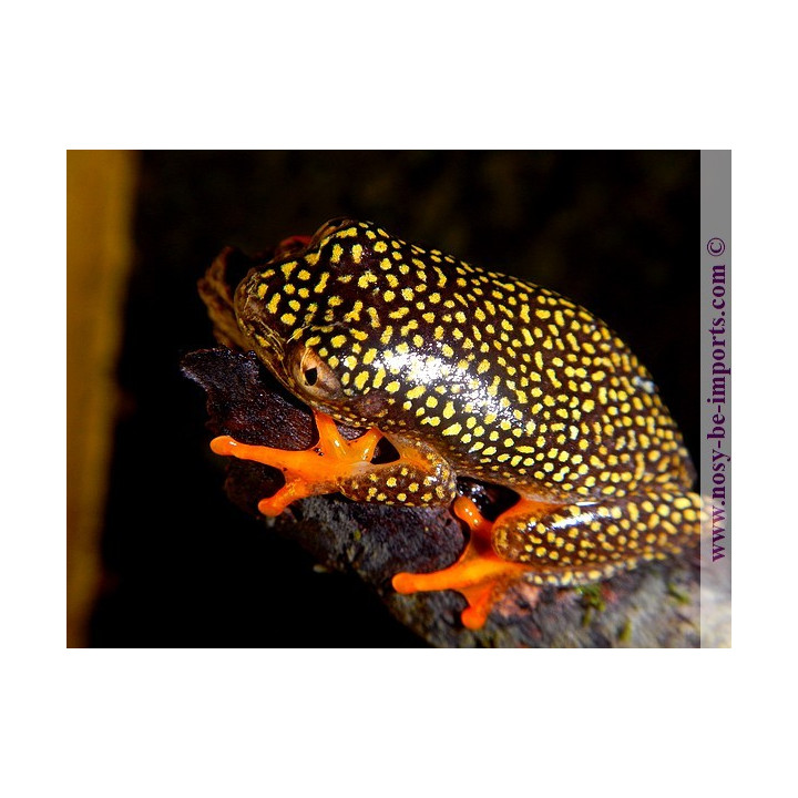 Heterixalus alboguttatus