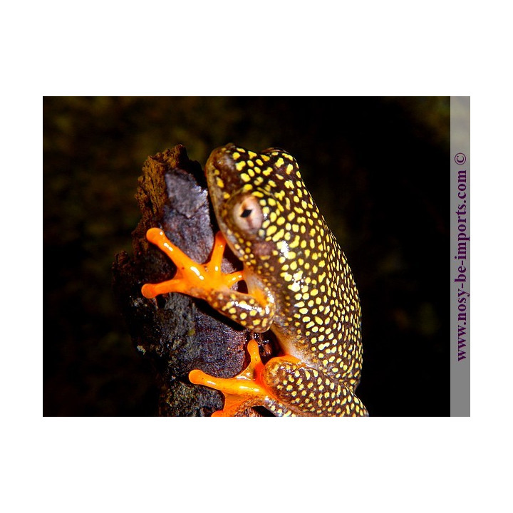 Heterixalus alboguttatus