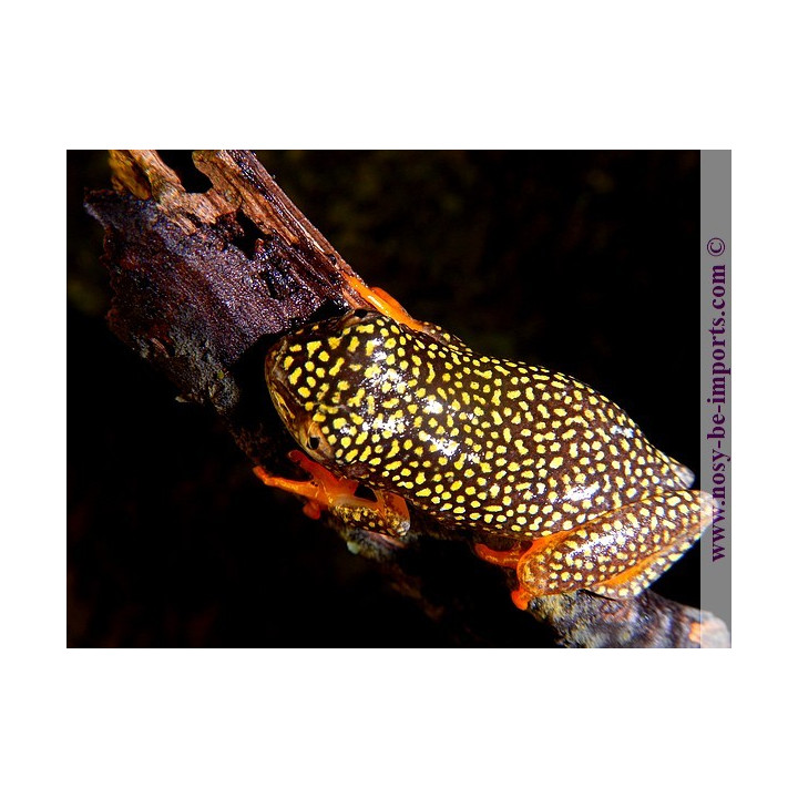 Heterixalus alboguttatus