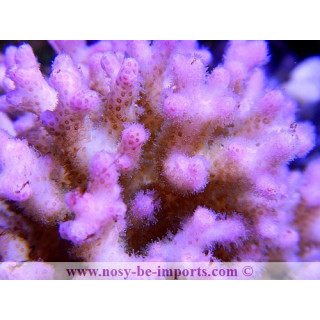 Pocillopora damicornis