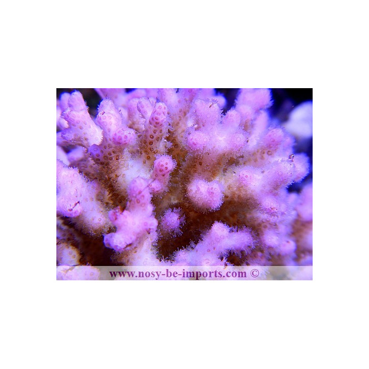 Pocillopora damicornis