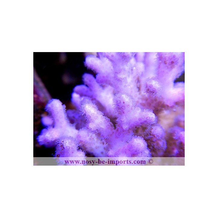 Pocillopora damicornis