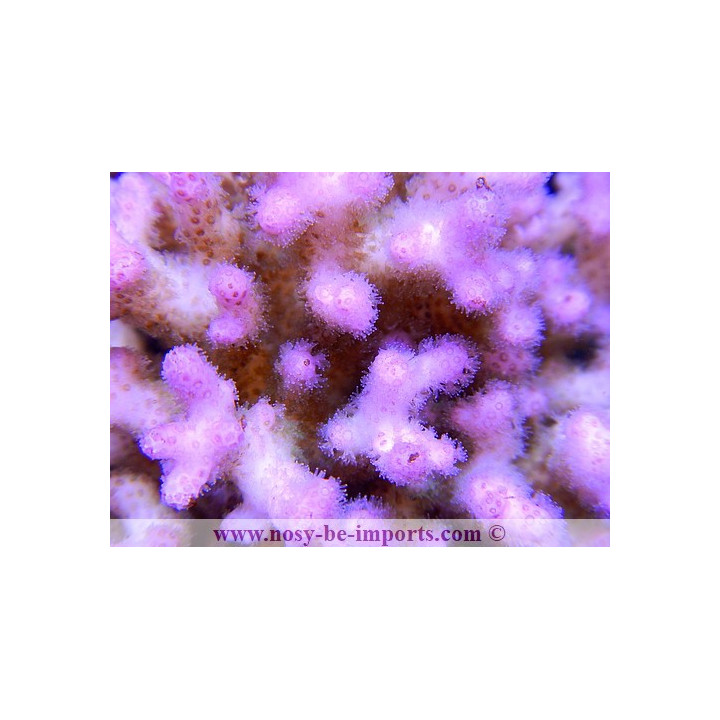 Pocillopora damicornis