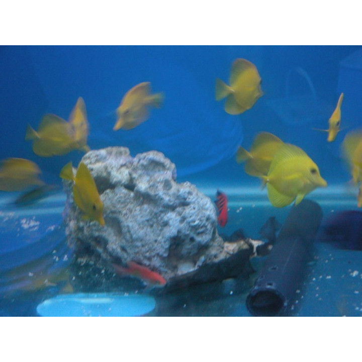 Zebrasoma flavescens - chirurgien jaune - aquarium sur mesure