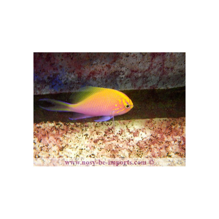 Serranocirrhites latus