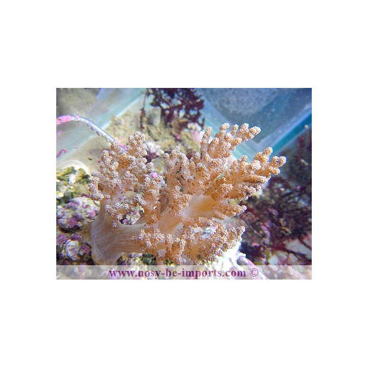 lithophyton sp.