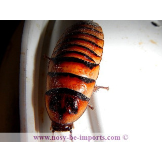 Elliptorhina javanica