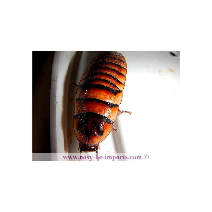 Elliptorhina javanica