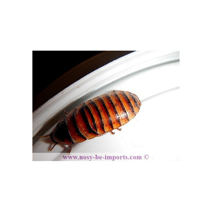 Elliptorhina javanica