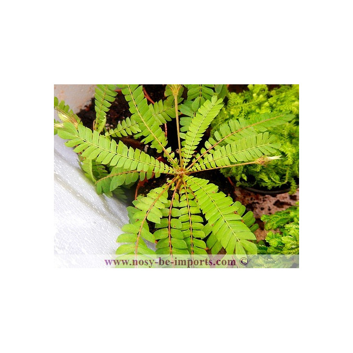 Biophytum sensitivum