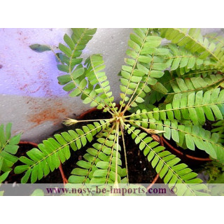 Biophytum sensitivum
