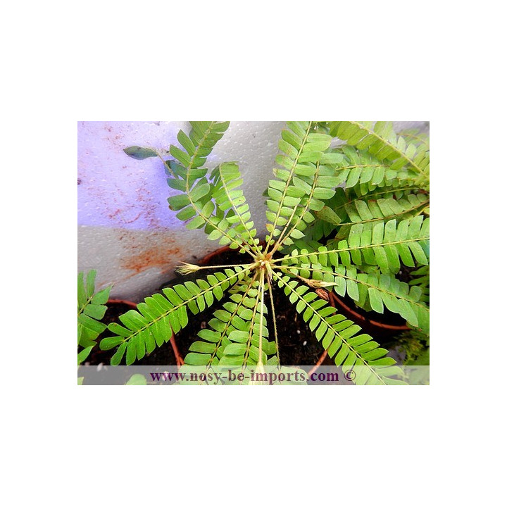 Biophytum sensitivum
