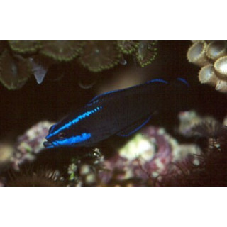 Pseudochromis springeri