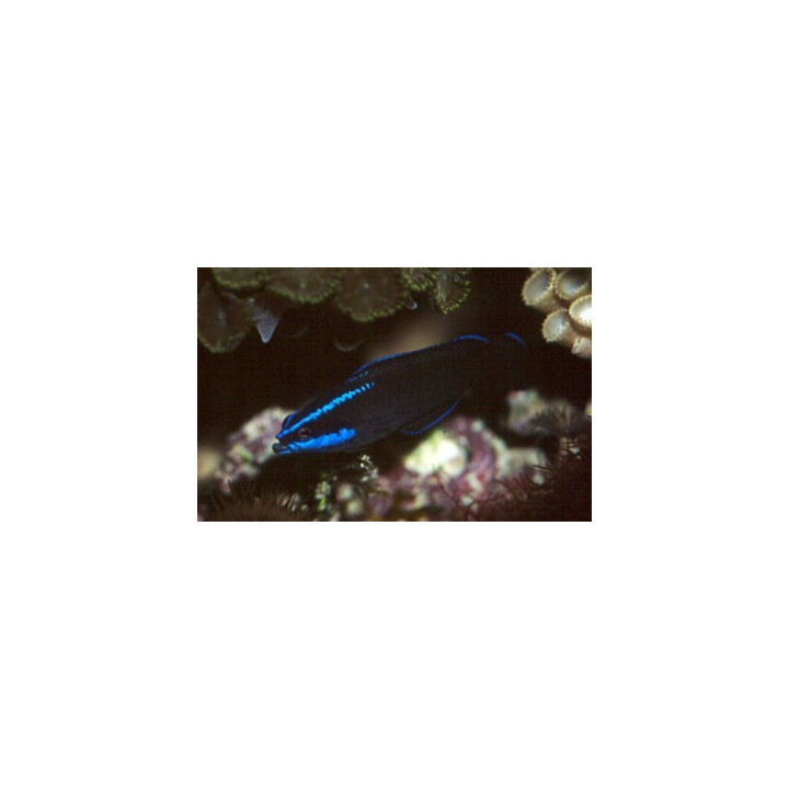 Pseudochromis springeri