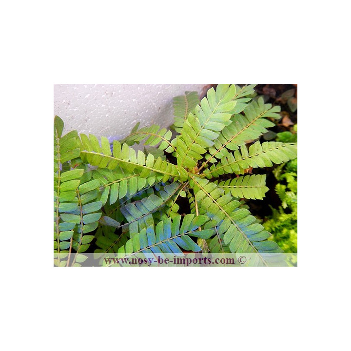 Biophytum sensitivum