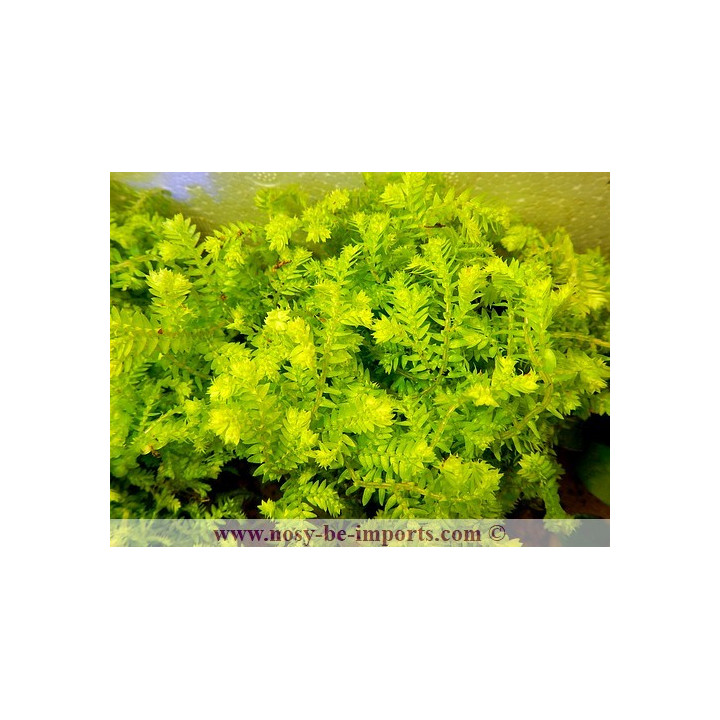 Selaginella kraussiana Aurea