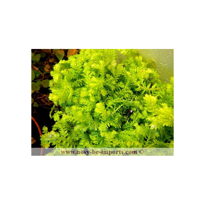 Selaginella kraussiana Aurea