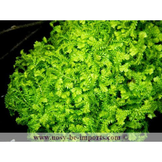 Selaginella kraussiana Aurea