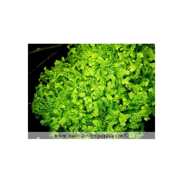 Selaginella kraussiana Aurea