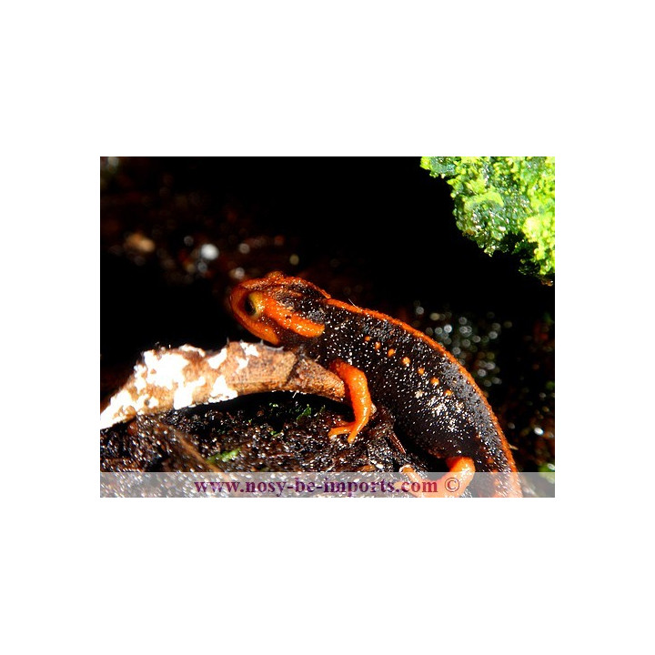 Tylototriton shanjing