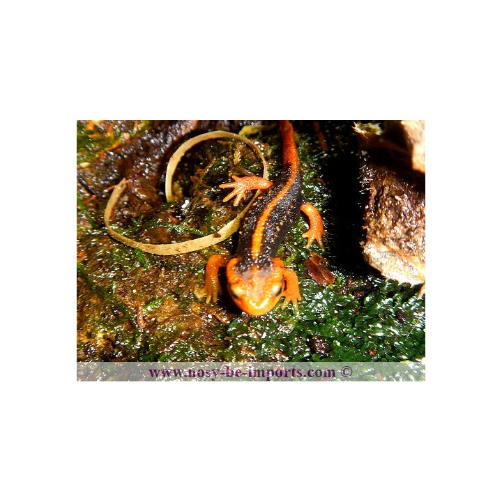 Tylototriton shanjing