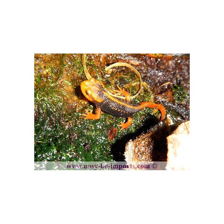 Tylototriton shanjing