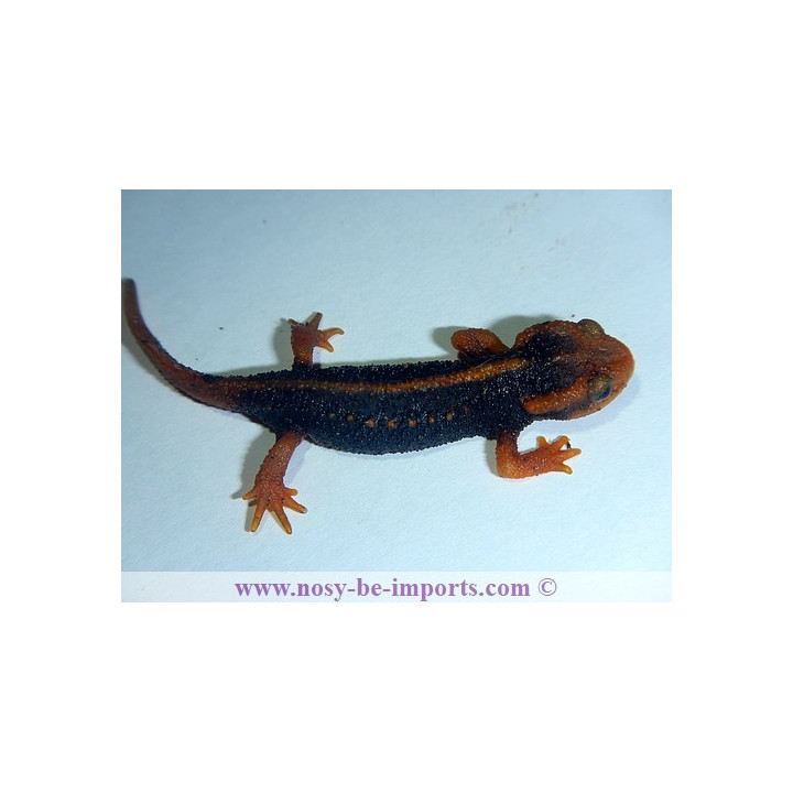 Tylototriton shanjing