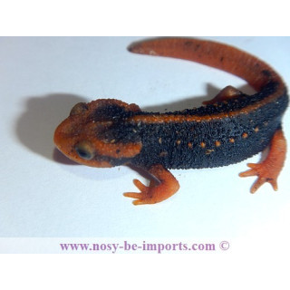 Tylototriton shanjing